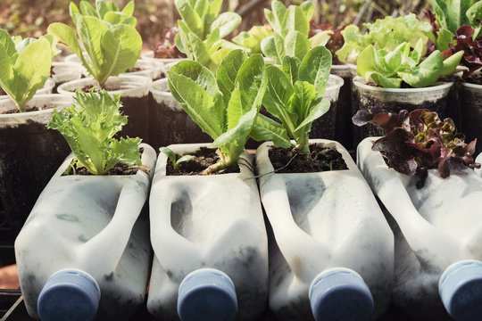 growing lettuce in used plastic bottles and cups, reuse recycle eco concept