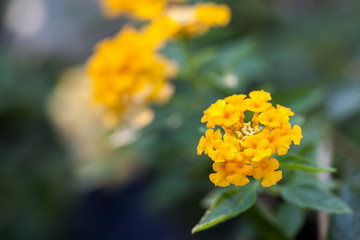 Yellow Lantana camara flowers
