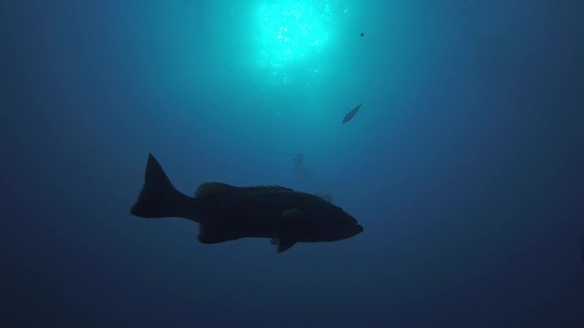 Big Gulf grouper (Mycteroperca jordani), resting in the reefs of the Sea of Cortez, Pacific ocean. Cabo Pulmo National Park, Baja California Sur, Mexico. Cousteau named it The world's aquarium.