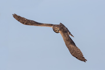 Pallid Harrier