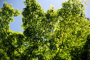 Fototapeta premium Japanese maple-55