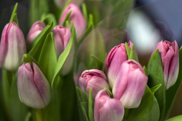 Pink tulips in a transparent cellophane package. Delicate spring flowers - addition to a gift