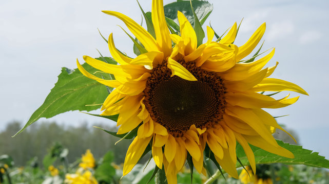 Close-up of colorful sunflower, sunflower's field, blue sky background