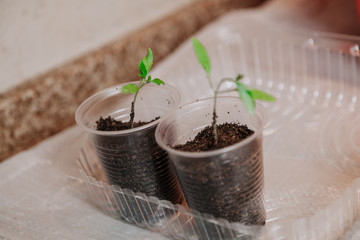Young green sprouts in white round box