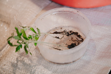 Young green sprouts without soil lie in round box