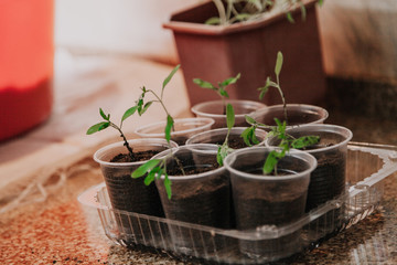 Young green sprouts in white round box