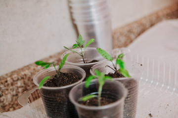 Young green sprouts in white round box