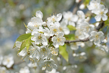 Kirschbaum, Blüten, Cherry blossoms
