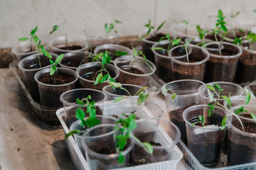 Sprouts of young plants in plastic containers