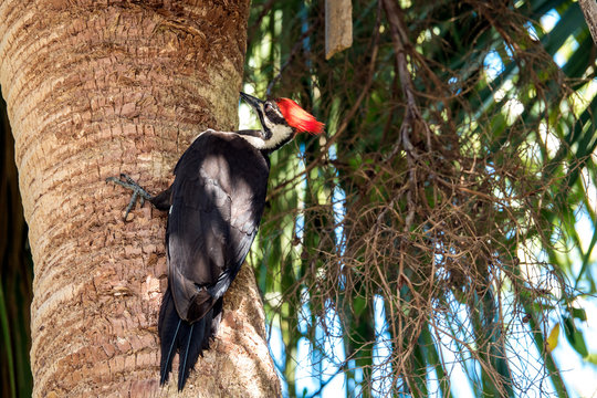 Pileated Woodpecker