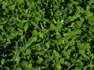 yellow buttercups and green grass carpet