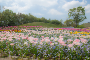 チューリップ畑