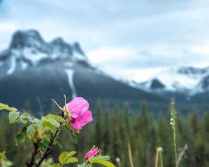 Alberta Wild Rose in front of a beautiful Rocky Mountain landscape in Alberta Canada