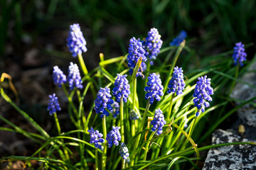 Hyazinthen- GTraubenhyazinthen