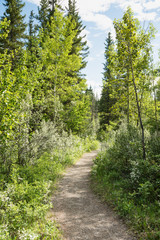 Fototapeta na wymiar A woodland path in Alberta