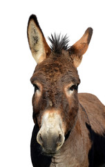 Portrait of a donkey isolated on white background.