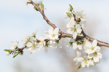 White plum blossoms with selective focus on the forground flowers on a soft airy background