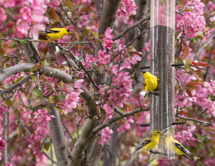 American Goldfinch on a niger feeder in an blooming ornamental apple tree