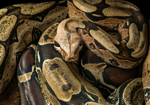 Boa constrictor constrictor – Surinam Guyana. Male
