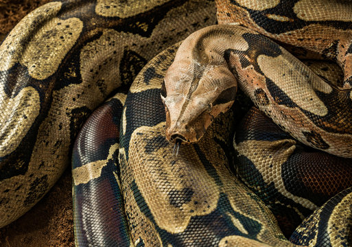 Male Boa constrictor constrictor – Surinam Guyana. Boa shows her tongue