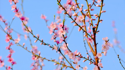 natural background spring peach tree