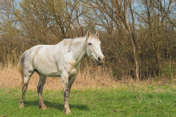 Obraz premium a horse of light color is grazing in the spring on green grass in the countryside