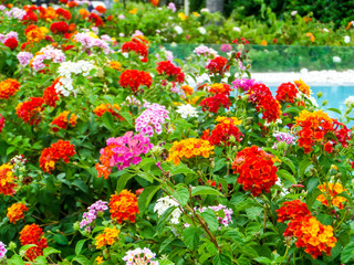 lantana colorful tone beauty flower between garden swimming pool