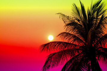 Fototapeta na wymiar sunset silhouette coconut leaves and colorful sky