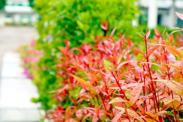 young red leaves of top christina decorate plant in garden