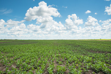 Agriculture field of young faba beans in Saskatchewan