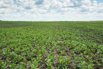 Fototapeta na wymiar Agriculture field of young faba beans in Saskatchewan
