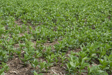 Agriculture field of young faba beans in Saskatchewan