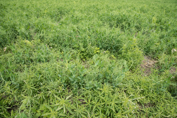 Field peas with bindweed and cleavers weeds on a farm in Saskatchewan