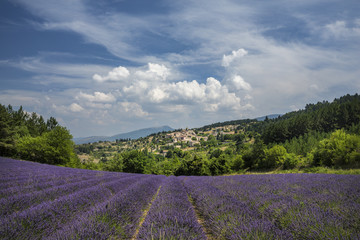 Lavender field framing a French village in Provence