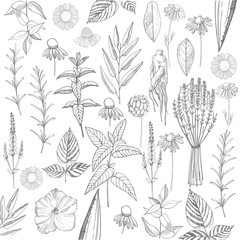 Herbal plants. Plants for natural cosmetics. Organic cosmetics background. Vector background