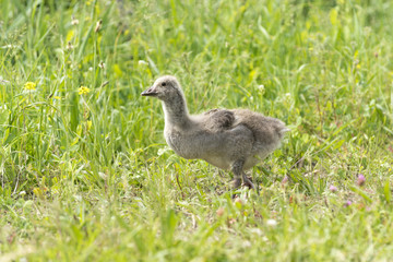 Anser, junge Graugänse auf einem Feld.