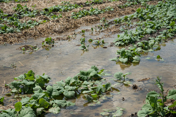 A young canola field flooded after heavy rains.