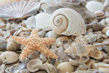 Background texture of seashells with starfish or sea star