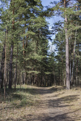 Obraz premium path in the forest in the spring
