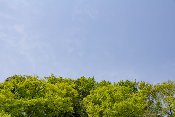 新緑木々と青空