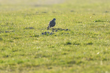Common kestrel eating a mouse after hunting in a field