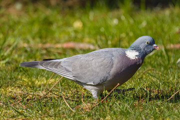 Common wood pigeon looking for food in a field