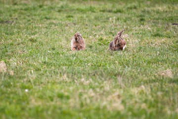 A pair of european hares sitting in a field