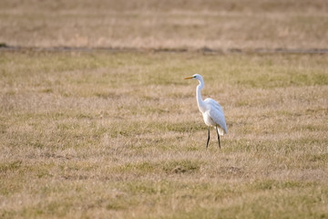 Great white egret looking for food in a field