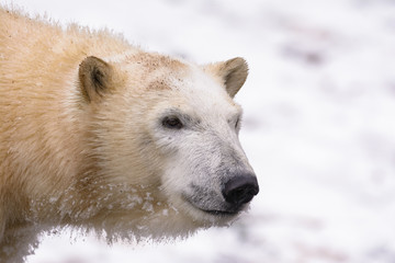 Obraz na płótnie Canvas Closeup of a young polar bear in the snow