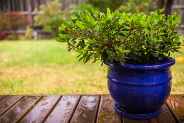 Plant in the rain
