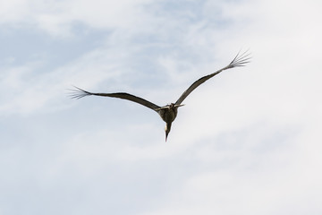 A flying stork in the sky.