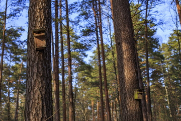 Obraz premium two birdhouses in a spring forest hanging on a tree
