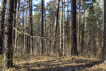 branch without leaves in a spring forest