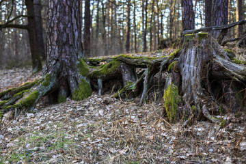 stump in the moss and trees in the spring forest